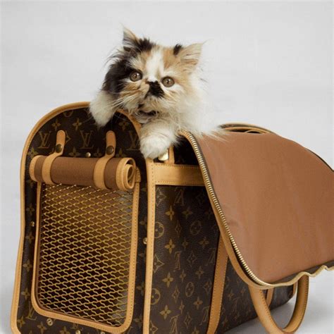 louis vuitton pet collection.